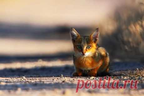 Камышовый кот является идеальным выбором для любителей экзотики