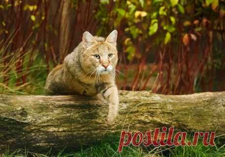 Камышовый кот является идеальным выбором для любителей экзотики