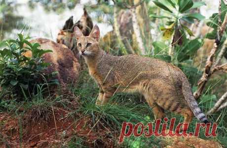 Камышовый кот является идеальным выбором для любителей экзотики