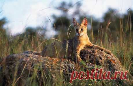 Камышовый кот является идеальным выбором для любителей экзотики