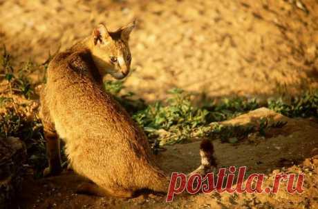 Камышовый кот является идеальным выбором для любителей экзотики