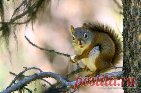 Red Squirrel Red Squirrel, Jasper national park, Alberta, Canada  This squirrel seems to say : " I'm sorry but I'm so busy in the moment... I just pose for few secondes! "...  © www.myplanetexperience.com