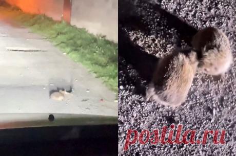 «Э, братва, завязывайте!»: В Дагестане очевидец остановил драку ежей