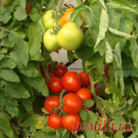 Томат Булат: описание сорта помидоров, характеристики. Особенности посадки и выращивания, болезни и вредители, достоинства и недостатки, отзывы