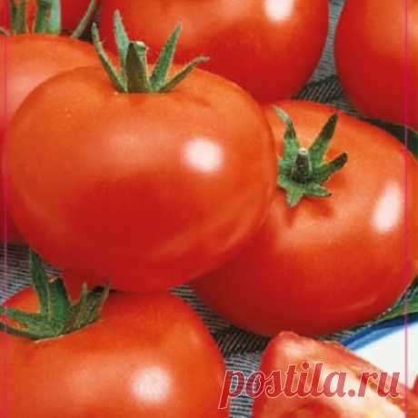 Томат Ямал: описание сорта помидоров, характеристики. Особенности посадки и выращивания, болезни и вредители, достоинства и недостатки, отзывы