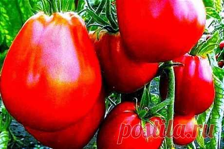 Сорта томатов урожайность которых всегда на высоте Хочу предложить пять сортов, которые не зря будут посажены на ваших грядках и порадуют вас отменным вкусом и обильным урожаем.