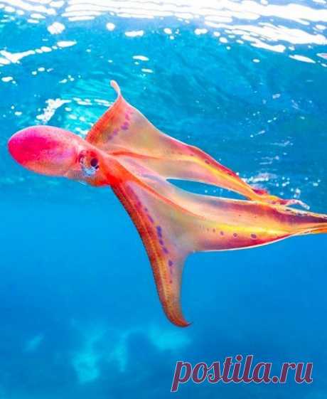 Редчайший осьминог попал на камеру у Большого Барьерного рифа | zorkinadventures