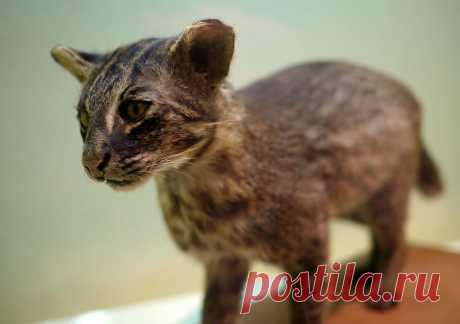 Ириомотская кошка (Prionailurus bengalensis iriomotensis) - Журнал о диких кошках
