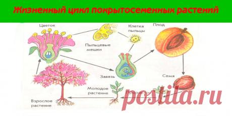 Жизненный цикл покрытосеменных растений - Сад и огород