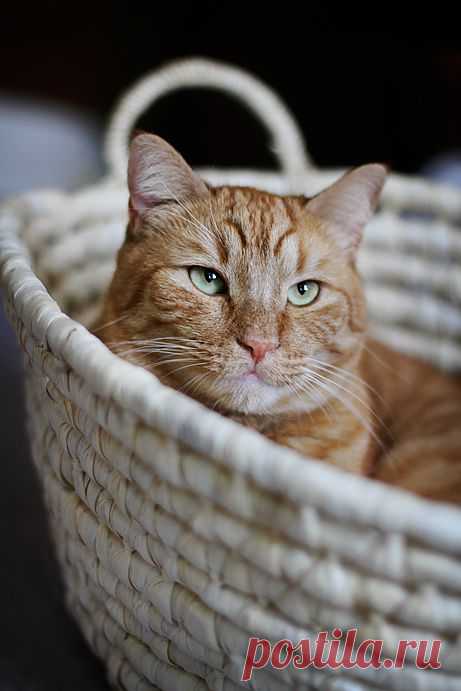 basket bliss | Flickr - Photo Sharing!