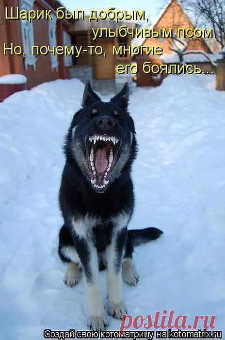 Шарик был добрым, улыбчивым псом, но почему-то многие его боялись...     ----    Лучшие картинки от Котоматрицы / Писец - приколы интернета
