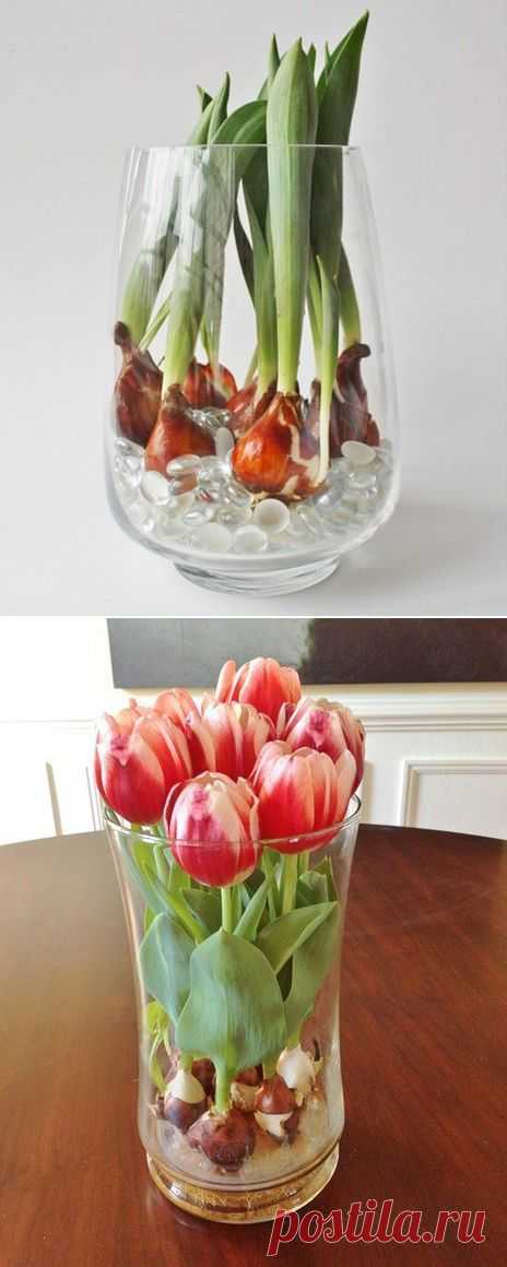 Выращивать красивые тюльпаны можно дома!