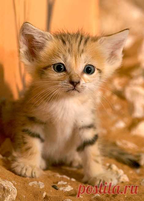 Sand Cat