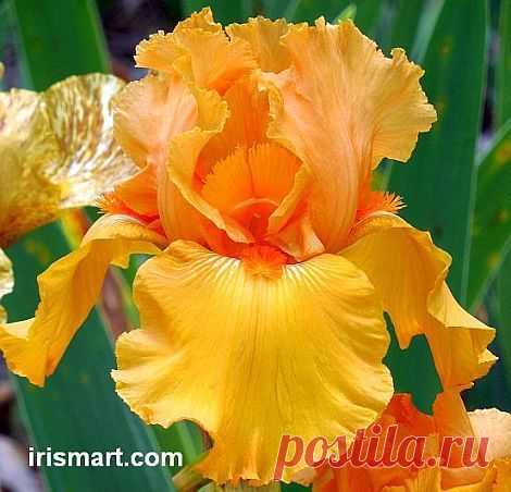 Tall Bearded Irises at Iris Mart: bearded & reblooming Irises Fantastic Garden | Selena Brown приколол(а) это к доске Painting inspiration