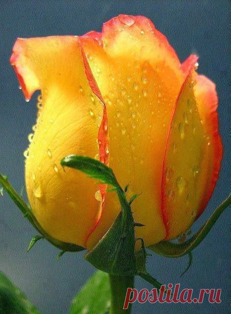 Rachel Ferrara приколол(а) это к доске Roses- my favorite!! | Pintere…