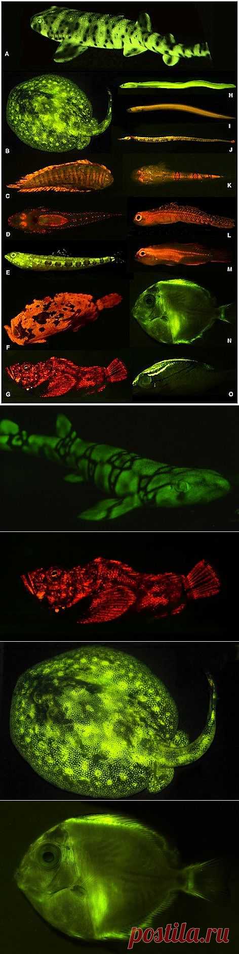 Светящиеся рыбы | В мире интересного
