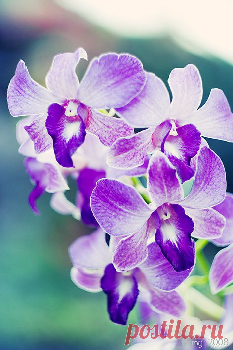 (+1) тема - Красивые фото орхидей | САД НА ПОДОКОННИКЕ