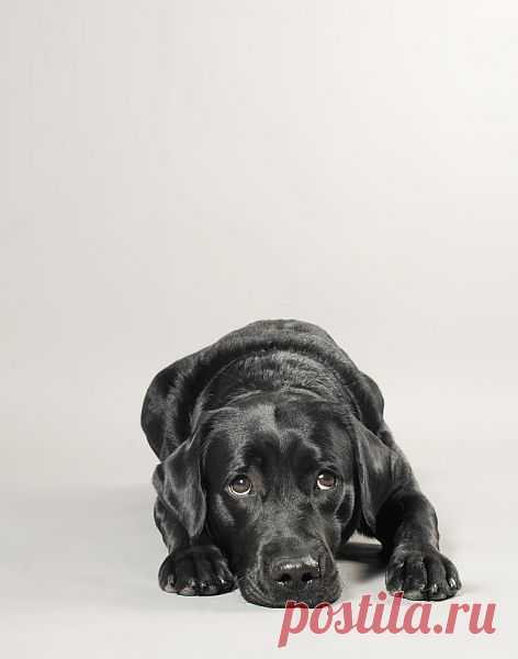 Portfolio - Personality Dog Photographer | The McCartneys Dogs