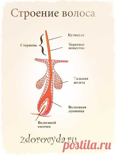 Выпадают Волосы!Что делать?!.