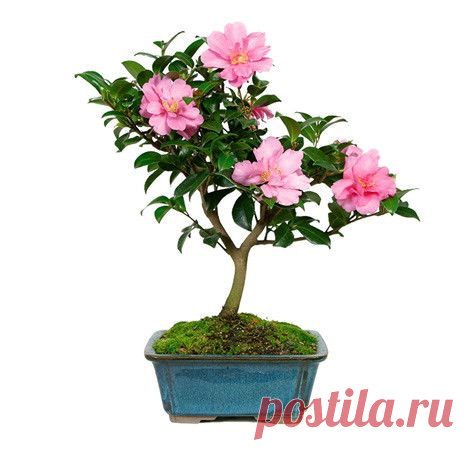 из Nursery Tree Wholesalers
Camellia Bonsai Tree
The Camellia Bonsai Tree is a unique tree that blooms again and again with deep red to pink blossoms from late fall to early spring and many love to keep them as part of their patio decorations! Do you need a healthy dose of color during the cold winter months? This tree, known affectionately by experts as the “Hot Flash”, will certainly not let you down... | Pinterest • Всемирный каталог идей