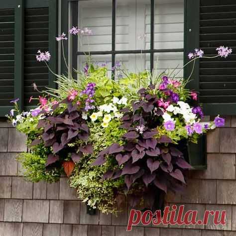 Красивые мини-клумбы под окнами для любителей живых цветов / Домоседы
