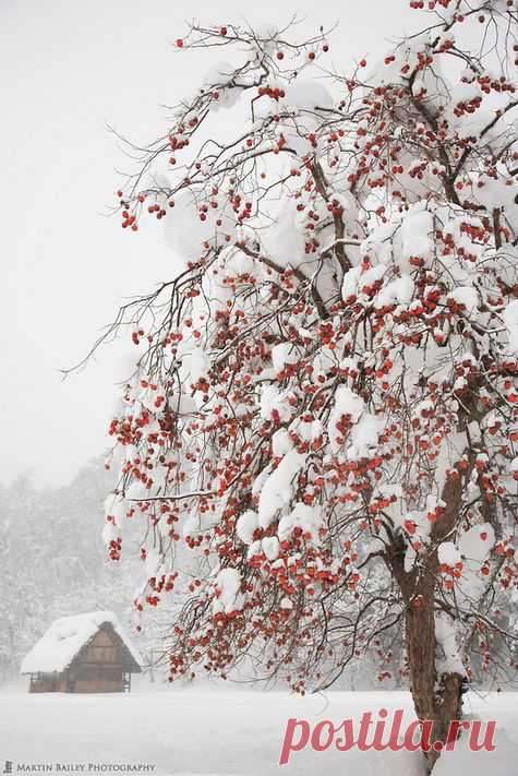Winter Persimmon Tree by Martin Bailey. This reminds me of…  |  Pinterest • Всемирный каталог идей