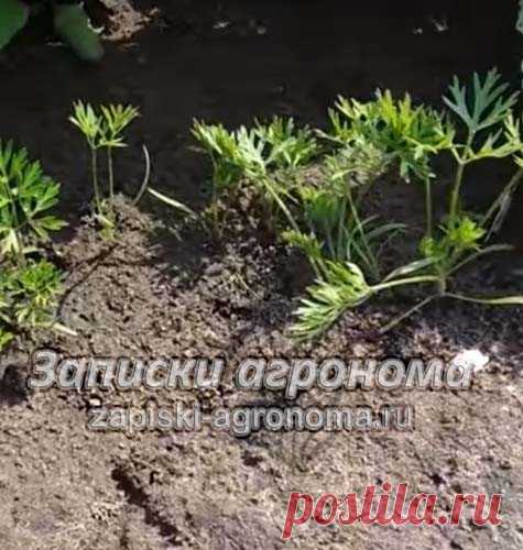 Как сеять морковь в открытый грунт чтобы не прореживать &bull; zapiski-agronoma.ru