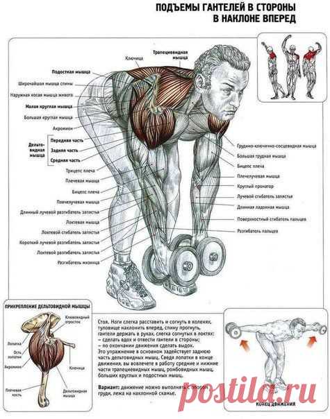 Мышца, которую не видно- задняя дельта / Спорт Сильных!