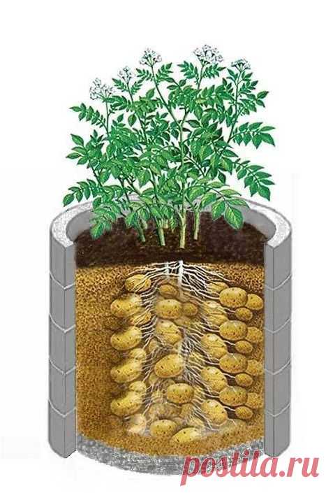 Как выращивать картофель в бочке