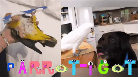 Попугай!!! Где видео, а где GIF?/Parrot!!! Where's the video and the GIF?