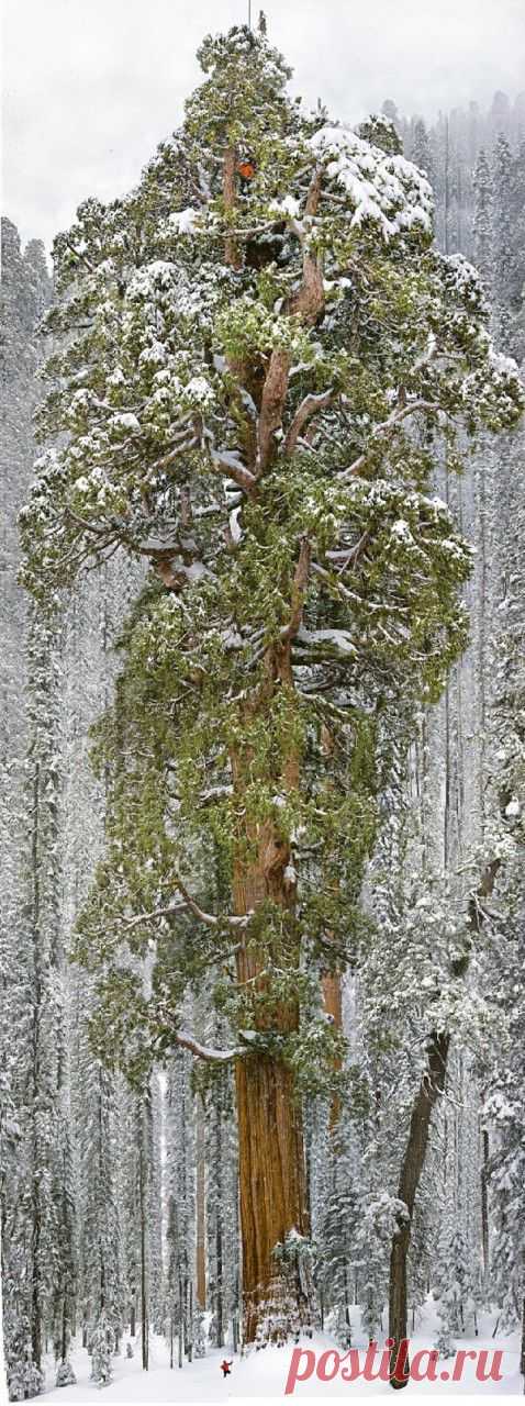 Этому дереву 3200 лет, и его еще никому никогда не удавалось запечатлеть целиком. До этого момента...