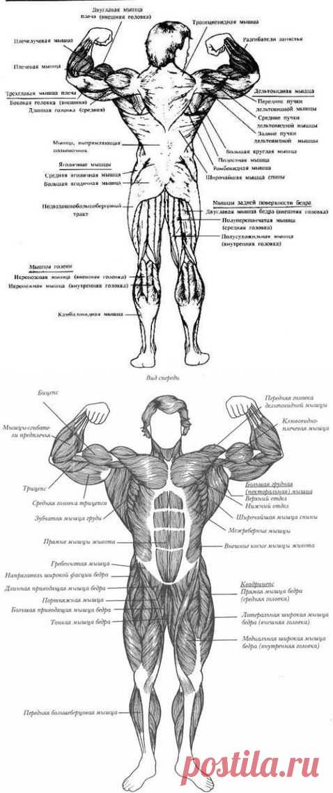 Комплекс лучших упражнений на каждую группу мышц