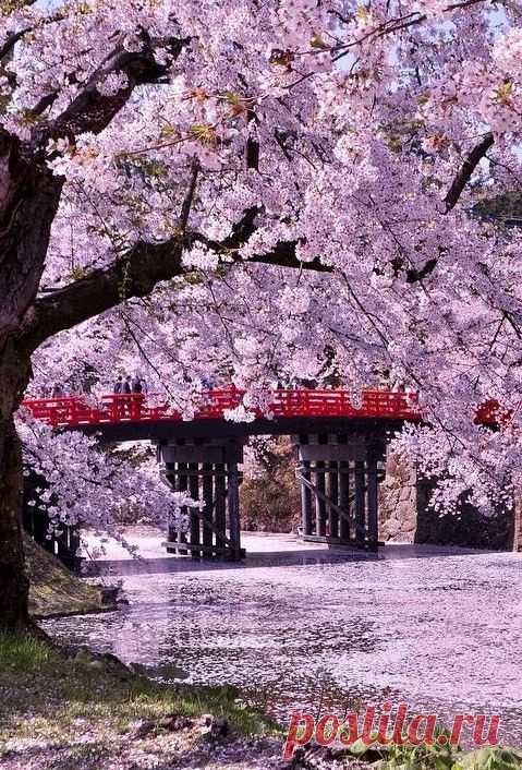 Hirosaki Castle (Hirosaki Park) , Aomori, Japan  |  Pinterest • Всемирный каталог идей