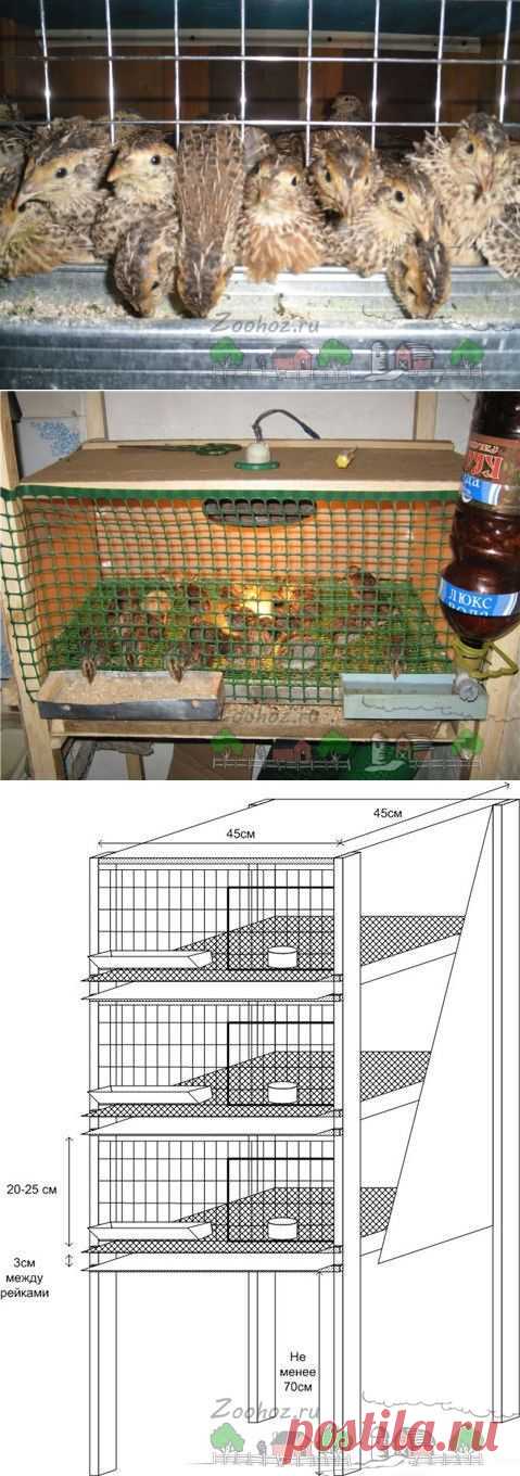 Клетки для перепелов своими руками: видео и чертежи
