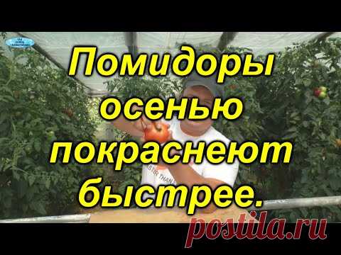 Медленно краснеют томаты? Ускоряем процесс.