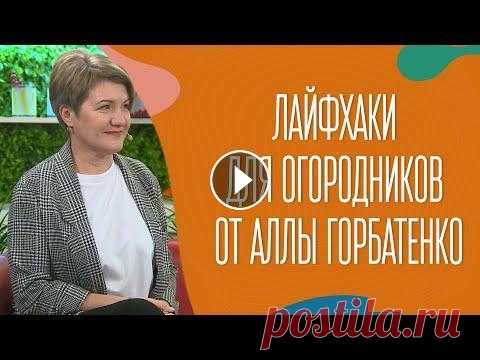 Лайфхаки для огородников от Аллы Горбатенко Готовим морковь к посеву. Как заманить внуков на огород. Почему не растёт зелень на подоконнике. Что сажать. Советы от Аллы Горбатенко, ведущей програ...