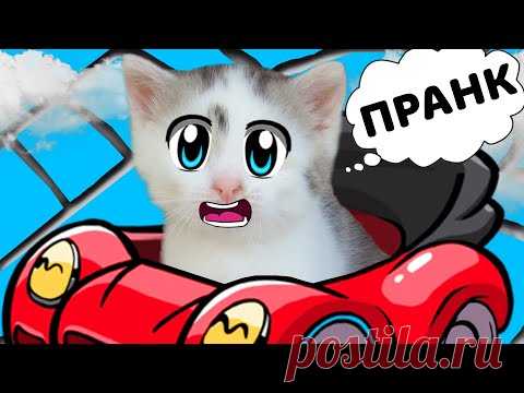 РОЗЫГРЫШ НАД КОТАМИ! НОВЫЕ ПРИКОЛЫ для пары КОТ Малыш и КОШЕЧКА ! 6 СМЕШНЫХ ПРАНКОВ над друзьями