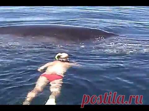 He swam up to what he thought was a dead whale, what happened next was amazing