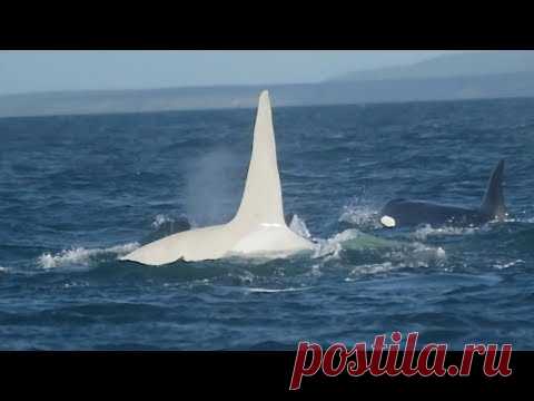 Через 3 года после того как исчез этот белый кит убийца, ученый высказал неожиданное мнение - YouTube