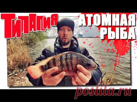 Тилапия! Ловля атомной рыбы