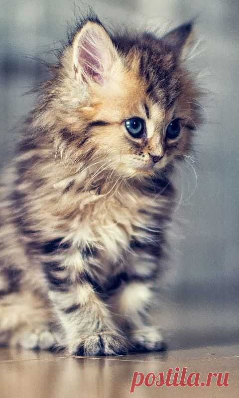 Cute cat. - Cute animals world