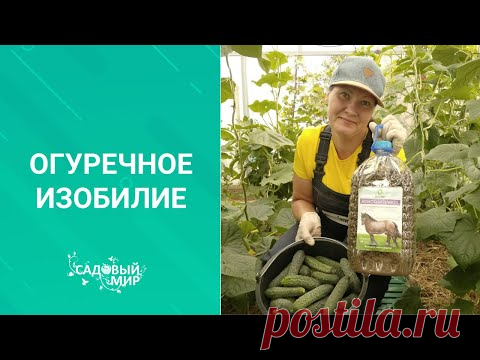 Навоз - лучшее удобрение для изобилия огурцов весь сезон. Проверено бабушками и нами !