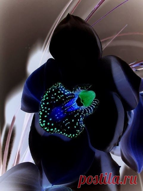 Black Orchid | Orchids stand alone