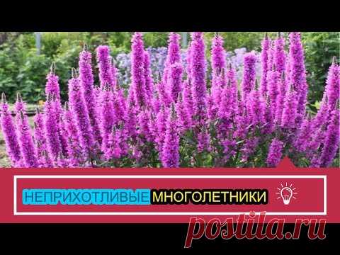 НЕПРИХОТЛИВЫЕ  МНОГОЛЕТНИЕ ЦВЕТЫ 