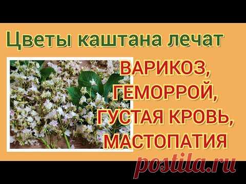 Лекарство от варикоза, геморроя.СПЕШИТЕ СОБРАТЬ!!! Цветы КАШТАНА.