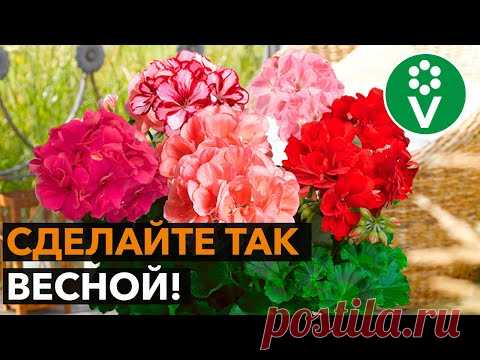 2 приема для ЭФФЕКТНОГО ЦВЕТЕНИЯ пеларгонии!