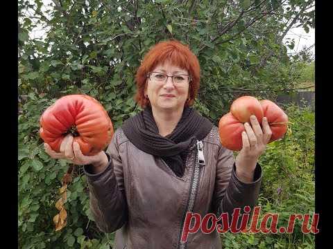 Как я выращиваю помидоры в бочках (часть1)
