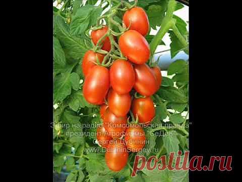 Когда нужно сажать томаты на рассаду?.