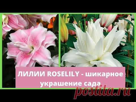 Лилии-розы RoseLily: советы по посадке и уходу в саду