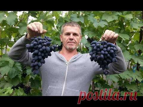 монофосфат калия для виноградника